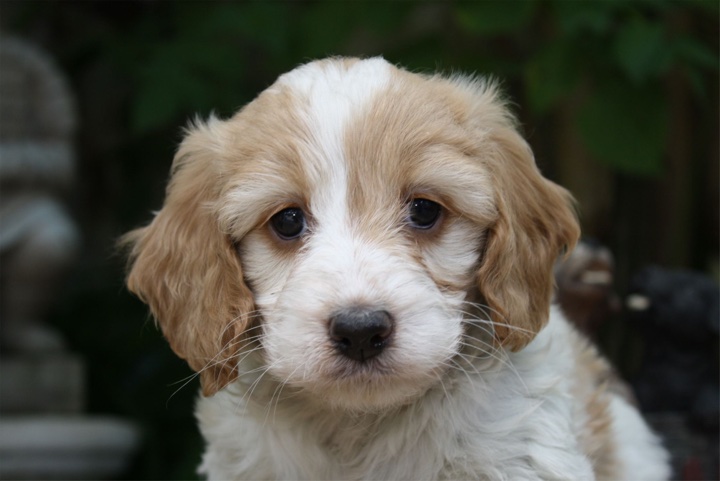 Maltalier puppies best sale