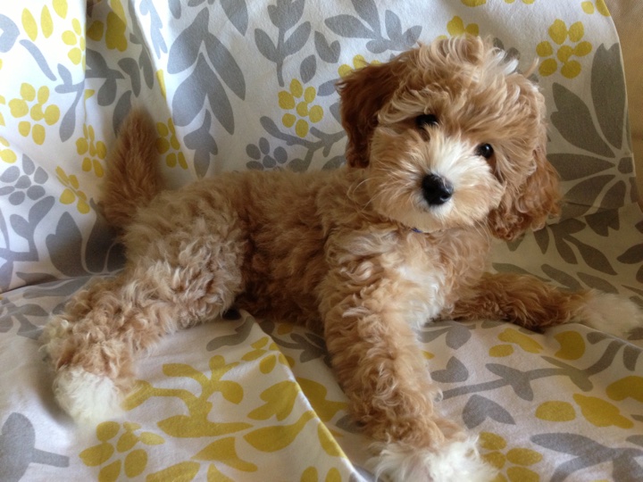 Cavoodle