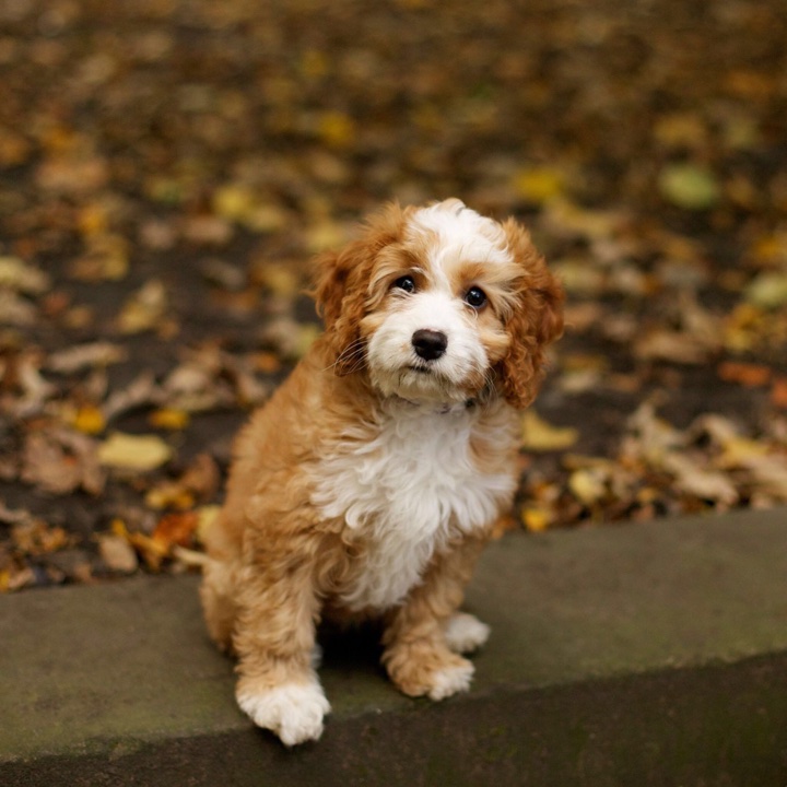 Cavoodle -dog