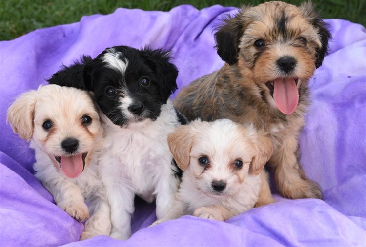 Happy -puppies