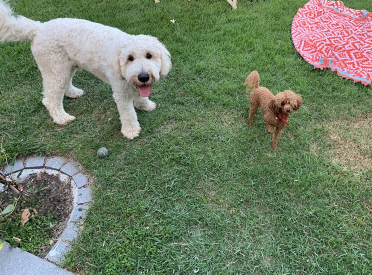Labradoodle And Lulu Toy Poodle