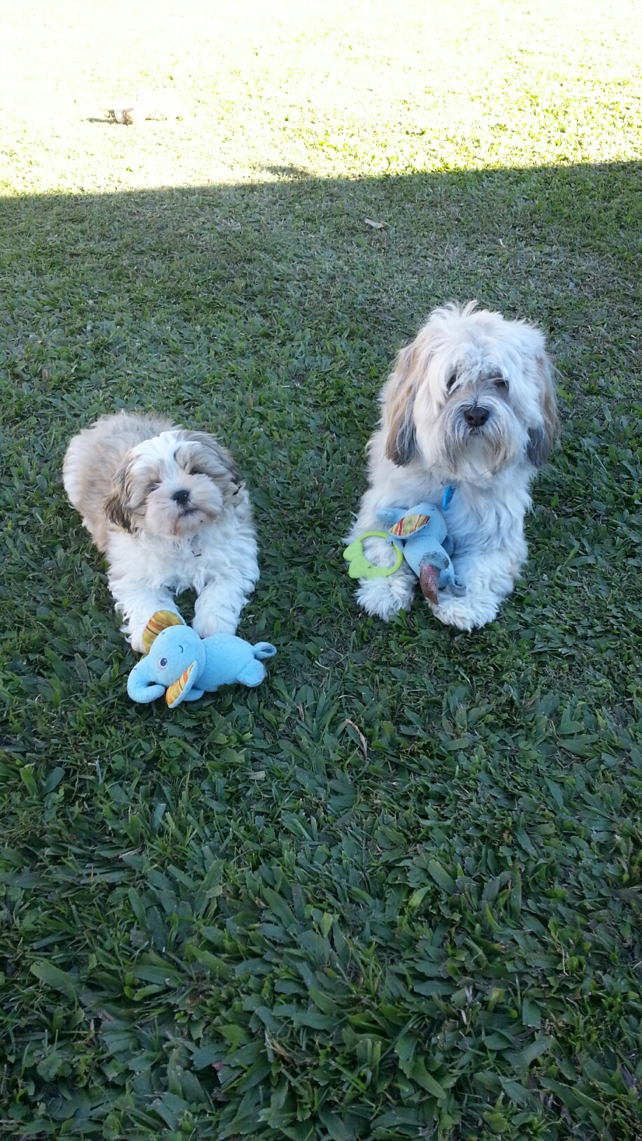 Shih Tzu love!